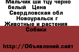 Мальчик ши-тцу черно-белый › Цена ­ 15 000 - Свердловская обл., Новоуральск г. Животные и растения » Собаки   